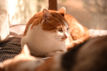 猫