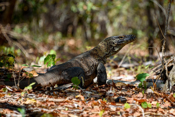 Komodo dragons at Komodo National Park, Flores, Indonesia