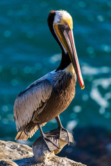 Portrait of large colorful pelican bird sitting on the rocky cliffs of La Jolla Cove, San Diego, California