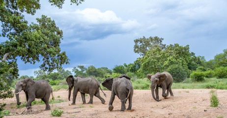 Fototapeta na wymiar Four African elephants playing in a dry river bed in the Kruger National Park in South Africa image in horizontal format