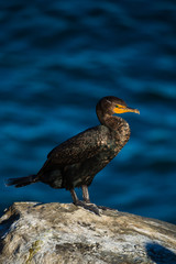 Portrait of large colorful pelican bird sitting on the rocky cliffs of La Jolla Cove, San Diego, California
