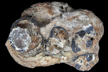 Accumulation of fossils brachiopods in flint tile on a black background. Carboniferous period, Russia