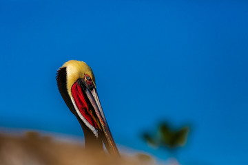 Portrait of large colorful pelican bird sitting on the rocky cliffs of La Jolla Cove, San Diego, California