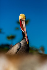 Portrait of large colorful pelican bird sitting on the rocky cliffs of La Jolla Cove, San Diego, California