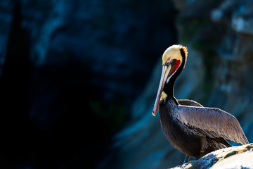 Portrait of large colorful pelican bird sitting on the rocky cliffs of La Jolla Cove, San Diego, California