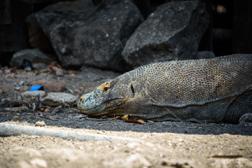 Komodo dragons at Komodo National Park, Flores, Indonesia