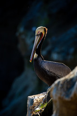 Portrait of large colorful pelican bird sitting on the rocky cliffs of La Jolla Cove, San Diego, California