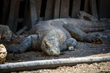 Komodo dragons at Komodo National Park, Flores, Indonesia