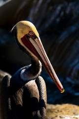 Portrait of large colorful pelican bird sitting on the rocky cliffs of La Jolla Cove, San Diego, California