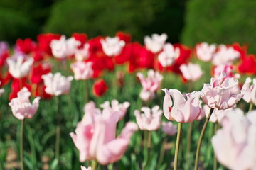 咲き誇るチューリップ