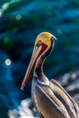 Portrait of large colorful pelican bird sitting on the rocky cliffs of La Jolla Cove, San Diego, California