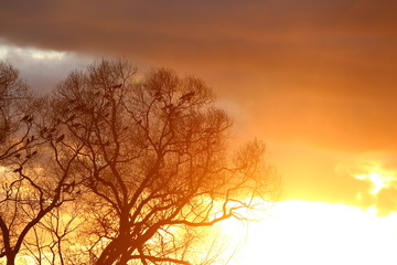 A flock of raven in the trees against the backdrop of a bright beautiful sunset © PhotoChur