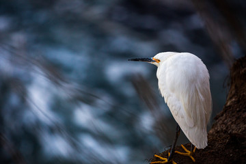 Closeup portrait of white colored Snowy egret with bright yellow feet standing by the water at the rocky cliffs of La Jolla Cove, San Diego, California, blurry background