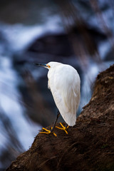 Closeup portrait of white colored Snowy egret with bright yellow feet standing by the water at the rocky cliffs of La Jolla Cove, San Diego, California, blurry background