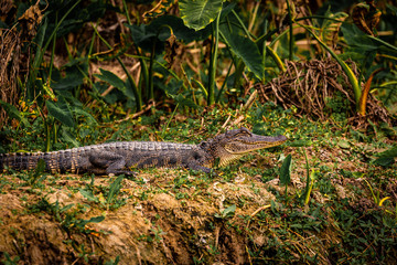 Alligator lying down in the Armand bayou swamp of Houston, Texas, USA and looking at camera