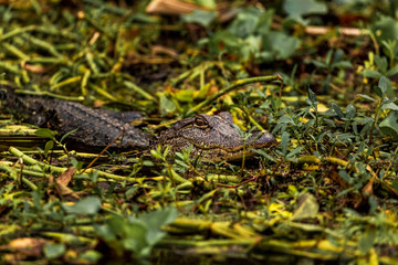 Alligator lying down in the Armand bayou swamp of Houston, Texas, USA and looking at camera