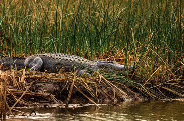 Alligator lying down in the Armand bayou swamp of Houston, Texas, USA and looking at camera