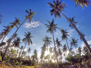 Fototapeta na wymiar Coconuts under the sun