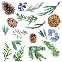 Set of winter watercolor botanical elements, fir and cones - obrazy, fototapety, plakaty