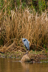 Blue heron (Ardea herodias)  bird standing on a pot in the Armand bayou swamp of Houston, Texas, USA