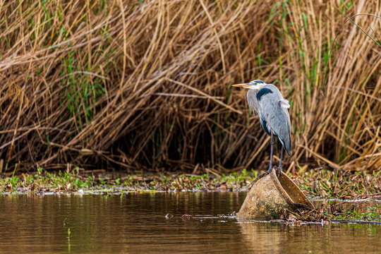 Blue heron (Ardea herodias)  bird standing on a pot in the Armand bayou swamp of Houston, Texas, USA