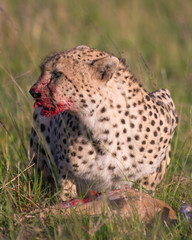 Cheetah brothers killing and eating an antelope