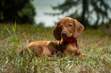 Dog breed dachshund in nature..