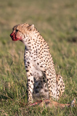 Fototapeta na wymiar Cheetah brothers killing and eating an antelope