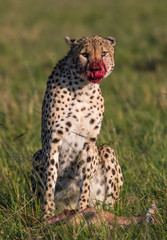 Cheetah brothers killing and eating an antelope