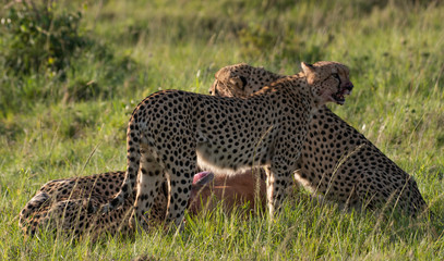 Cheetah brothers killing and eating an antelope