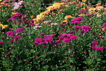 Fototapeta premium 菊の花