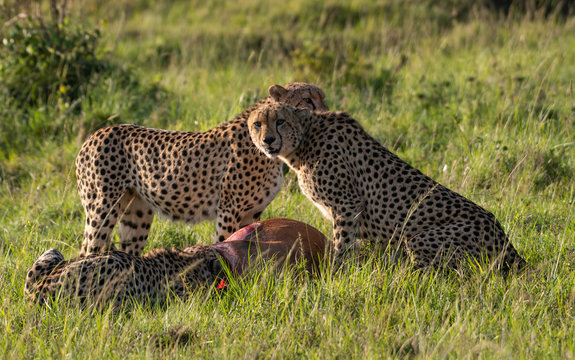Cheetah brothers killing and eating an antelope