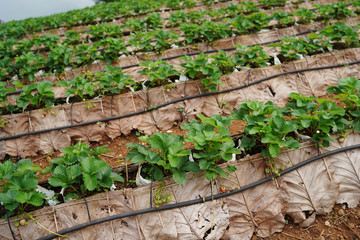 Strawberry farm Chiang Mai in Thailand