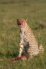 Cheetah brothers killing and eating an antelope