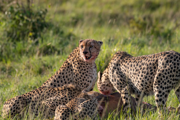 Cheetah brothers killing and eating an antelope