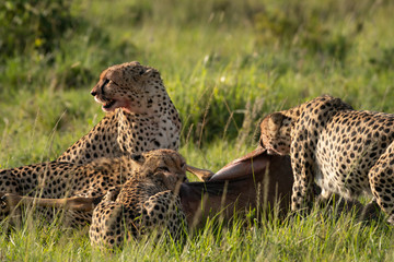 Cheetah brothers killing and eating an antelope