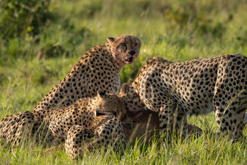 Cheetah brothers killing and eating an antelope