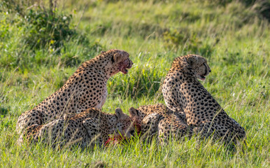 Cheetah brothers killing and eating an antelope