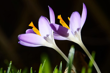 Krokusse