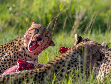 Cheetah brothers killing and eating an antelope