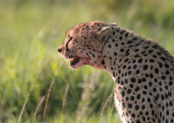Cheetah brothers killing and eating an antelope