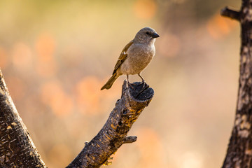 Cape Sparrow