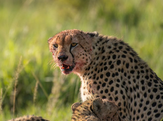 Cheetah brothers killing and eating an antelope