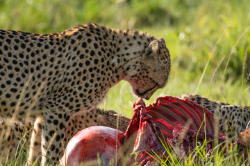 Cheetah brothers killing and eating an antelope