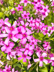 路傍に咲いたピンクのかわいい花