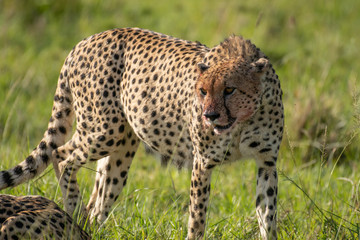 Cheetah brothers killing and eating an antelope