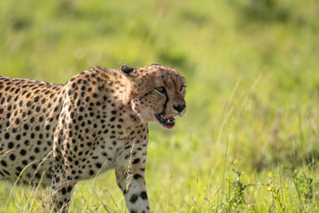 Cheetah brothers killing and eating an antelope