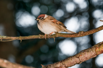 A Sparrow bird sits on a branch of a fir tree against the background of a dark coniferous forest in winter