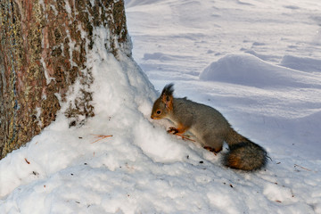 Wild animal squirrel in the forest near the trunk of a large spruce looking for food in the snow in winter