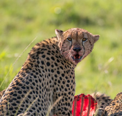 Cheetah brothers killing and eating an antelope